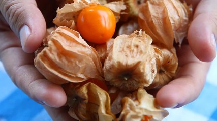 Wall Mural - Pile of cape gooseberry in hand, out door  Chiangmai Thailand