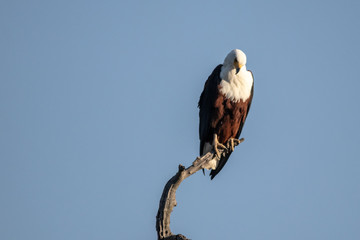 fish eagle on a tree