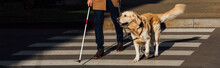 Cropped View Of Blind Man With Guide Dog Walking On Crosswalk, Panoramic Shot