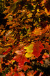 Golden Polish Autumn, maple oak leaves in forest, Poland October 2019