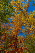 Golden Polish Autumn, colorful trees and blue sky, Poland October 2019