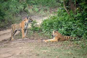 Jim Corbett tiger reserve forest, India