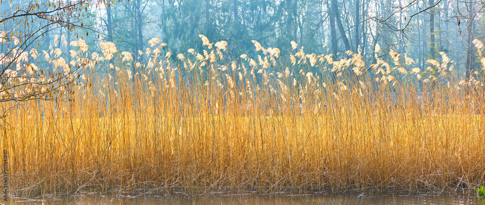 Beautiful reed grass on the lake shore - obrazy, fototapety, plakaty 