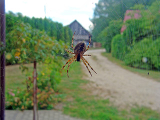 Spider eating 3