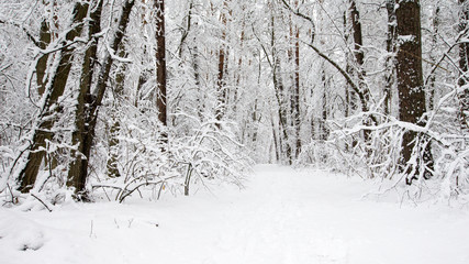 Poster - beautiful winter forest and the road