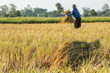 © nuttaya - Farmers harvesting rice