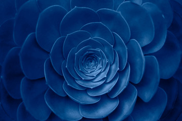 Wall Mural - succulent plant in trendy blue color.