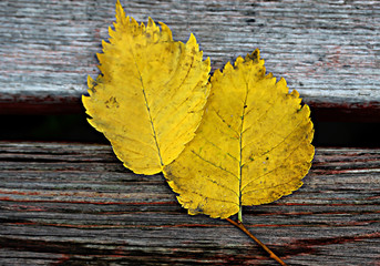 autumn leaves on wooden background