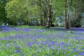 Wall Mural - Bluebells in Full Bloom