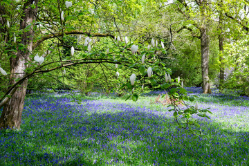 Wall Mural - Bluebells in Full Bloom