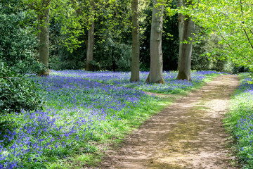 Wall Mural - Bluebells in Full Bloom