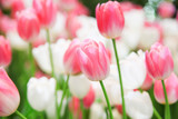 Fototapeta Tulipany - Fresh beautiful pink and white tulip flower