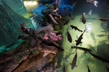 Malaysian Flooded Forest flanks the staircase connecting two levels of Aquaria KLCC. Beautiful round fish tank .