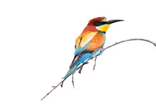 Colorful Birds. Isolated Bird And Branch. White Background. Bird: European Bee Eater. Merops Apiaster.