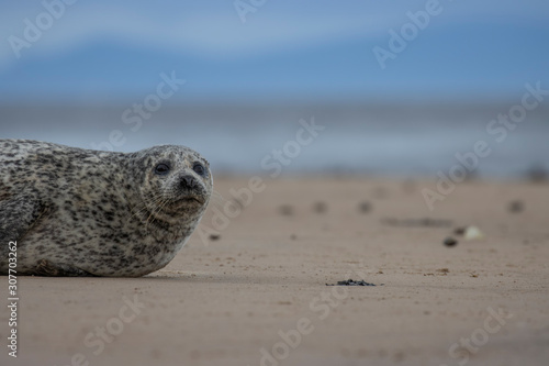 Fotomural Common Seal, Harbor, Phoca vitulina, resting on the sand with colourful background near findhorn bay in Scotland during December