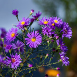 Fototapeta Kosmos - flowers are dark purple