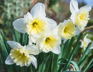 White daffodils blooming on the sunny spring day. Selective focus