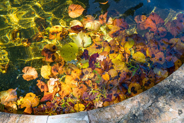 Wall Mural - Colourful Sunlit Autumn Leaves Floating in a Pond