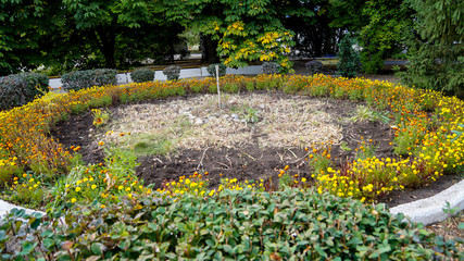 flowers in the garden