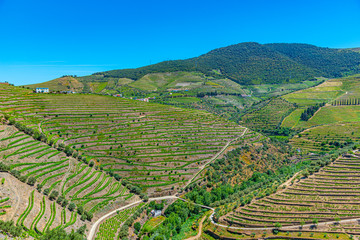 Wall Mural - Vineyards and villages at slopes of Douro Valley in Portugal