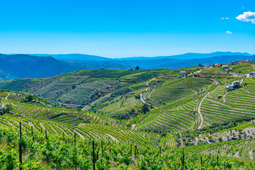 Vineyards at Douro valley in Portugal