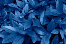 Trend Color 2020 Classic Blue, Top View, Layout For Design. Beautiful Natural Natural Background With Exotic Leaves In Blue Trendy Color. Trendy Color Concept Of The Year, Classic Blue Background.