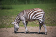 A striped zebra, a black white-striped horse is eating something on a green field on a sunny summer day. Animal world.