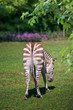 A striped zebra, a black white-striped horse stands backwards in a green meadow, head down. Coloring priests. Animal world.