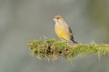 Wall Mural - Closeup of European greenfinch (Chloris chloris)