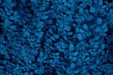 Wall Mural - trend color 2020 classic blue, top view, layout for design. fern leaves in trendy noble blue color. 