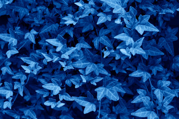Wall Mural - trend color 2020 classic blue, top view, layout for design. ivy leaves in trendy noble blue color. c
