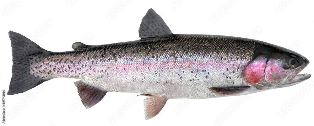 Freshwater fish isolated on white background closeup. The  rainbow trout or the steelhead  is a  fish in the family salmonid, type species: Oncorhynchus mykiss. - obrazy, fototapety, plakaty 