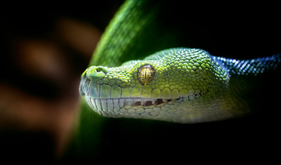 Green snake in ZOO Liberec