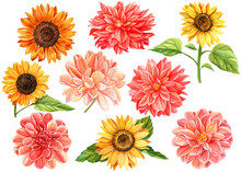 Large Set Of Flowers, Watercolor Illustration, Botanical Painting, Floral Design, Big Collection Of Dahlias And Sunflowers