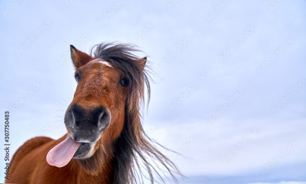 Un caballo islandés sacando la lengua - obrazy, fototapety, plakaty 