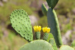 Cactus, Chumbera o Tunera