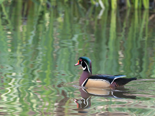 Wall Mural - Mandarin and Wood Ducks join in the fun with Mallards