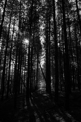  in the forest with beautiful trees