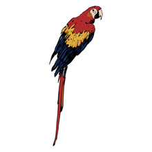 Isolated Vector Illustration Of A Tropical Parrot Bird. Scarlet Macaw. Ara Macao. Hand Drawn Colorful Sketch.