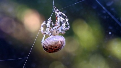 spider