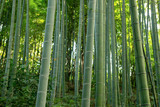 Fototapeta Dziecięca - A close-up of a beautiful bamboo forest