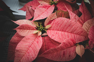 Wall Mural - Poinsettia with Orange Speckled Petals