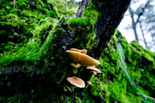 Blurred For Background.Orange Wild Mushrooms On A Green Background.