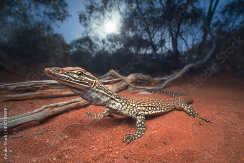 Photographie Sand monitor lizard (Varanus gouldii) at dawn in mallee habitat