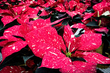 Poinsettias With Red And Yellow Speckles