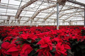 Wall Mural - Poinsettia Flower Farm in California