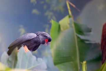 Canvas Print - The palm cockatoo (Probosciger aterrimus), also known as the goliath cockatoo or great black cockatoo sitting in the middle of a green jungle. Head of a black cockatoo in the rainforest.