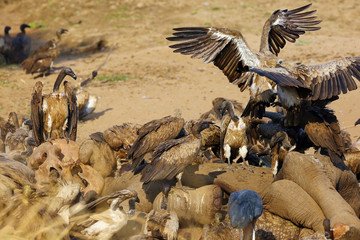 Wall Mural - A flock of white-backed vulture (Gyps africanus) feeding on a large elephant by a river. Carrion scavengers on sandy river bank. A vulture sitting on an elephant skull watching the others.