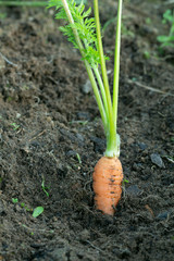 Canvas Print - Fresh homegrown carrot from the ground