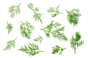 Canvas Print - fresh green dill isolated on white background. top view